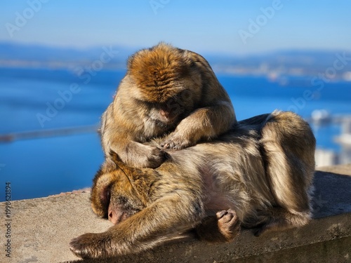 Monkey in Gibraltar