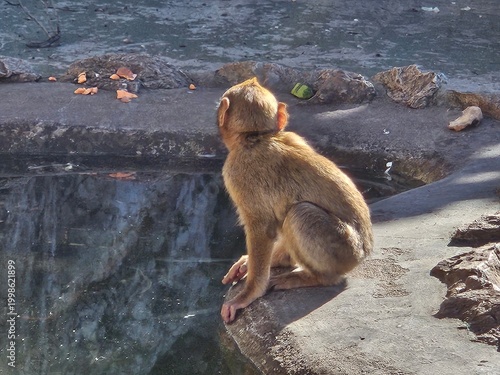 Monkey