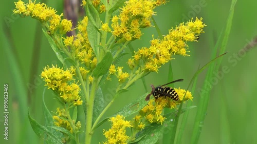 Aerial view of yellowjacket wasp on bright goldenrod wildflowers in bloom, walking on yellow summer meadow with detailed natural insect action.
