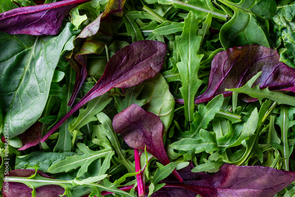 Obraz premium Closeup of fresh mixed salad leaves including arugula and baby beet greens. Vibrant organic greens texture perfect for healthy food and nutrition concepts