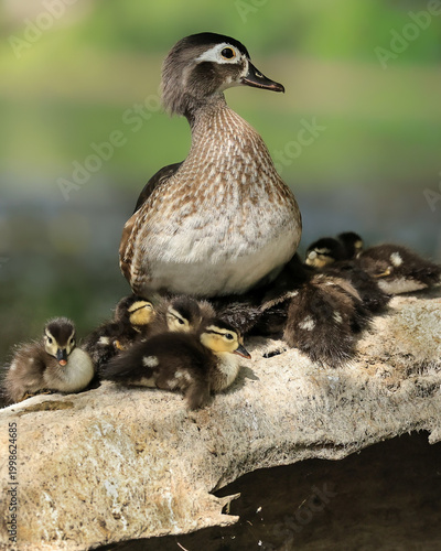 Beautiful Wood Duck Family Ducklings Gathered around Mom 