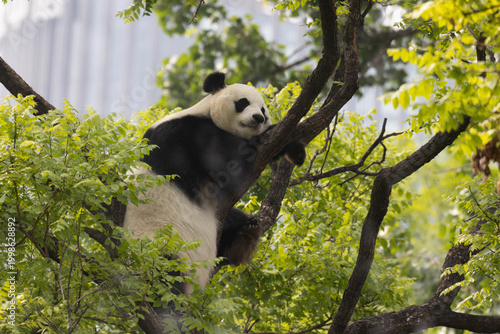 Female panda , Bai Tian, relaxing on the tree, Beijing, China