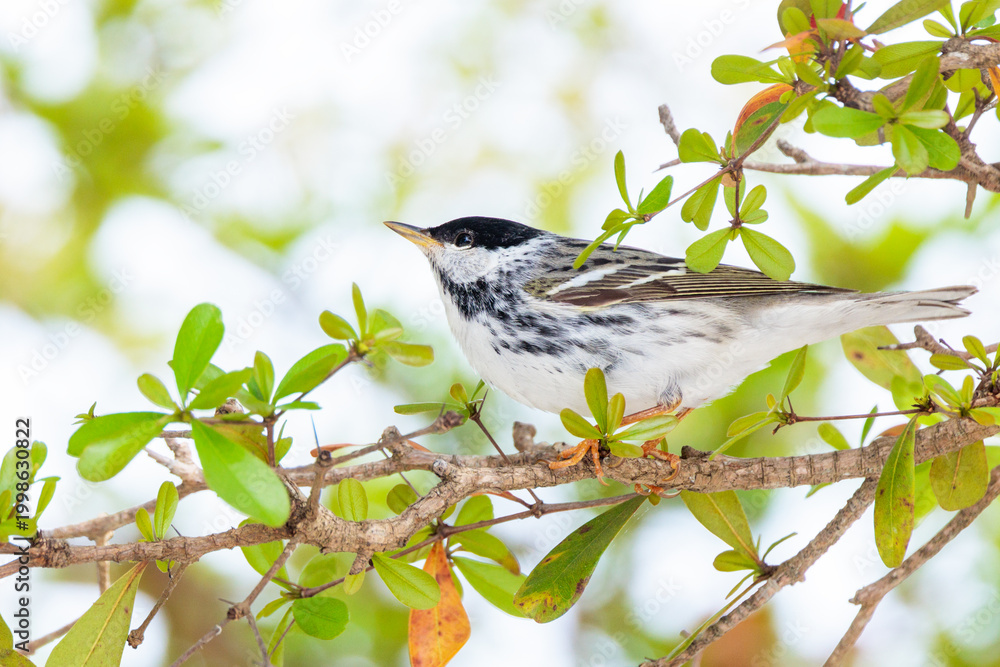 Obraz premium Blackpoll warbler (Setophaga striata) in Sarasota County, Florida