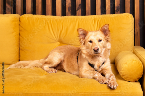 Photos Red dog on a yellow sofa