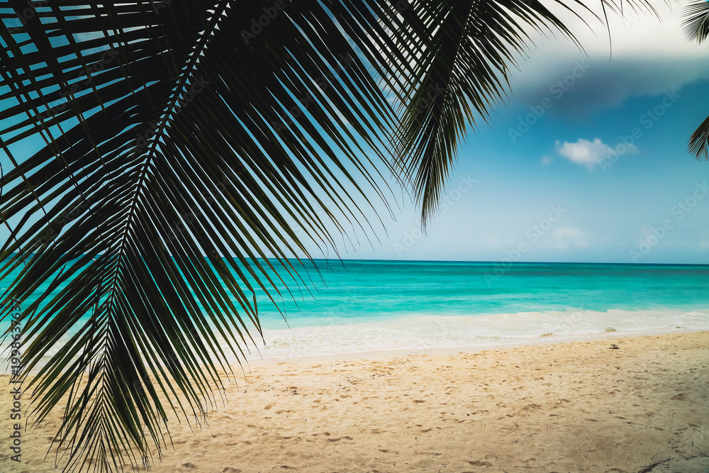 Fototapeta premium A look at the Caribbean Sea through the branches of a coconut palm.