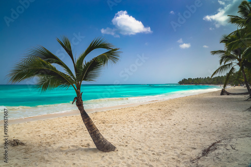 Vacation summer holidays background wallpaper. Sunny tropical exotic Caribbean paradise beach with white sand, azure water and palm tree branches over blue sky. Caribbean Sea coast, Dominican republic