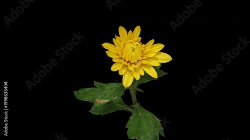 Macro time lapse blooming and wilting Yellow Chrysanthemum close-up on pure black background