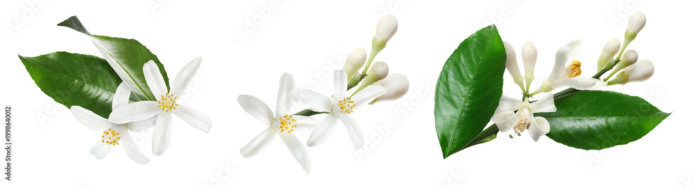 Fototapeta premium Citrus flowers and green leaves on white background, collage