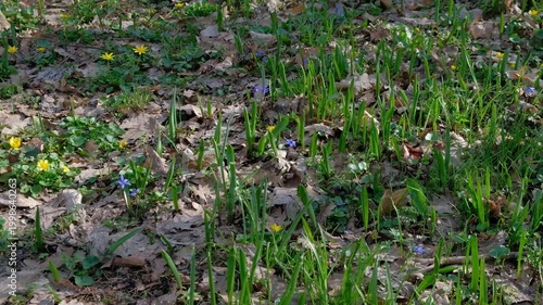 small blue scilla and yellow wildflowers blooming on the forest floor in early spring.