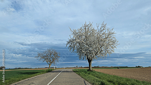 Scenic Country Road with Blossoming Trees Under a Dramatic Sky. Spring Landscape.
