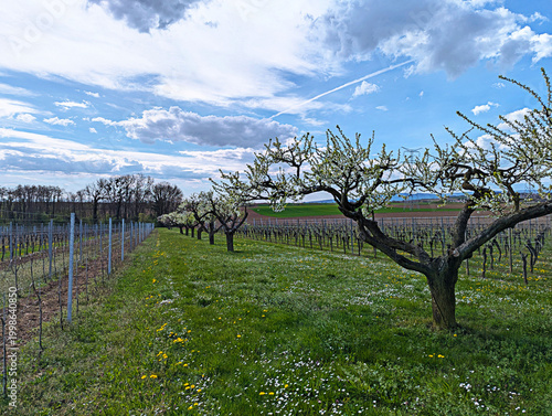Springtime Vineyard Vista Blossoming Trees and Verdant Rows Under a Blue Sky with Clouds