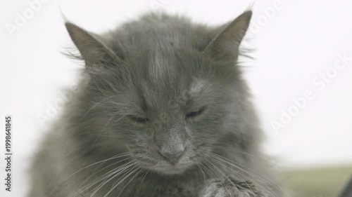 Gray Cat Closeup with Open Mouth and Visible Teeth