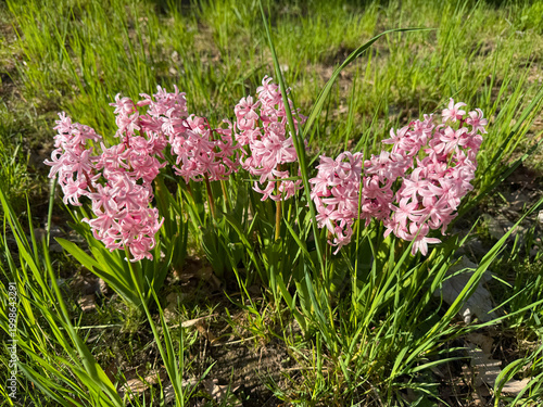 Pink oriental hyacinth (Hyacinthus orientalis) blooming on a sunny meadow among green grass, spring close-up
