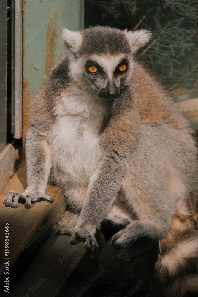 Fototapeta premium Ring-Tailed Lemur Portrait Sitting on Wooden Surface