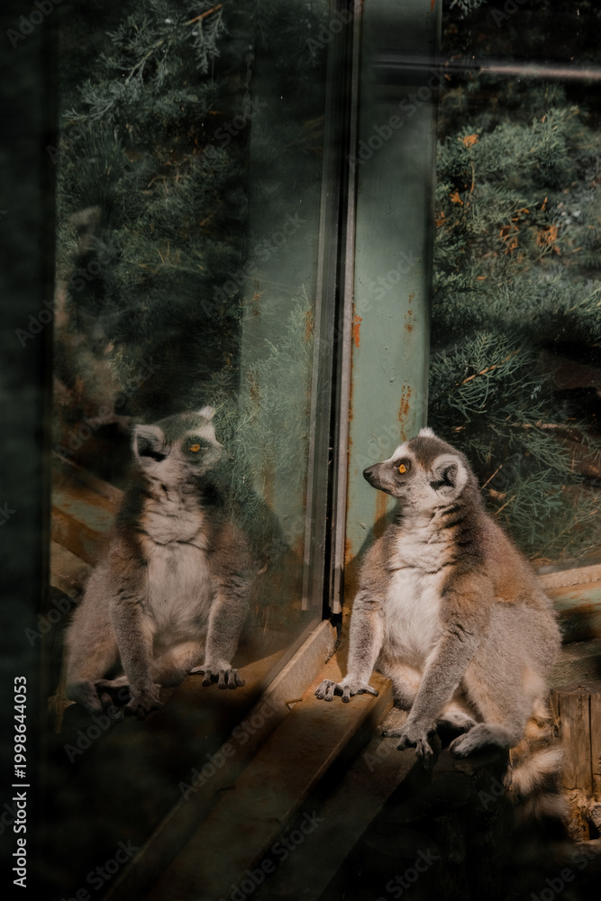 Fototapeta premium Ring-Tailed Lemur Portrait Sitting on Wooden Surface