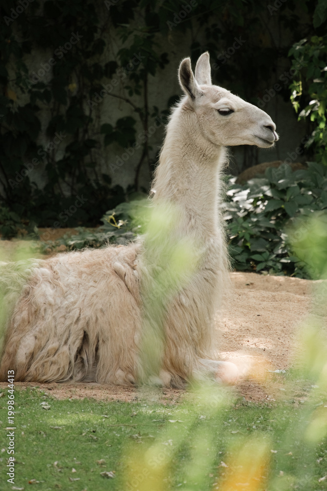 Fototapeta premium White Llama Resting Outdoors, Calm Animal Portrait