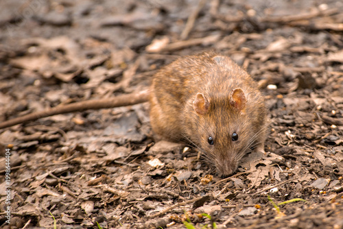 Brown rat