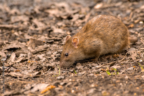 Brown rat