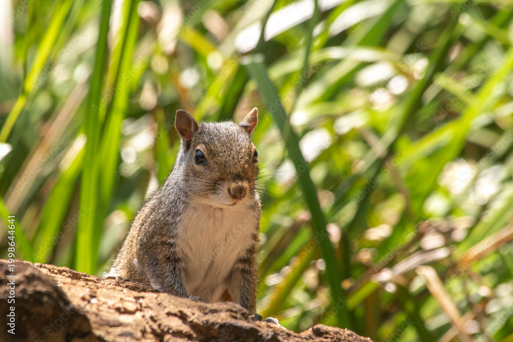 Obraz premium Grey Squirrel