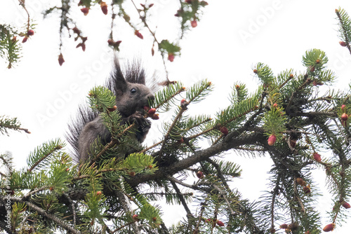 Eichhörnchen auf einem Nadelbaum