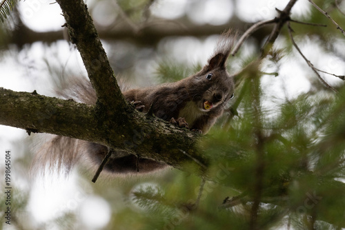 Eichhörnchen mit einer Nuss im Maul