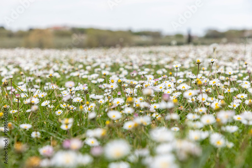 Blumenwiese mit Gänseblümchen