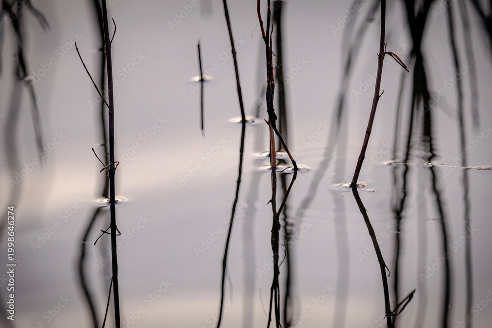 Obraz premium Minimalist abstract nature background of thin bare twigs reflecting in calm silver water