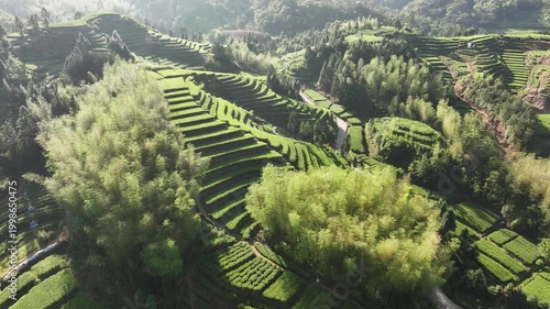 Aerial view of terraced tea plantations and bamboo forests in Wuyi Mountains Fujian China