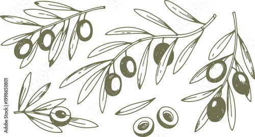 Hand drawn olive branches with olives and leaves in muted green and white fruit food