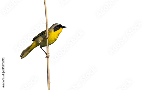 Common Yellowthroat Warbler, Geothlypis trichas, in full Spring breeding plumage perches and sings on reeds on a sunny morning