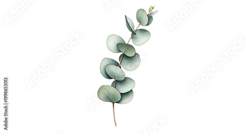 Vertical Eucalyptus Stem Watercolor Botanical Illustration Isolated