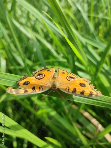 A bright orange butterfly with eye-like wing spots rests on a green blade of grass, its worn wing edges contrasting with the lush sunlit foliage in the softly blurred background