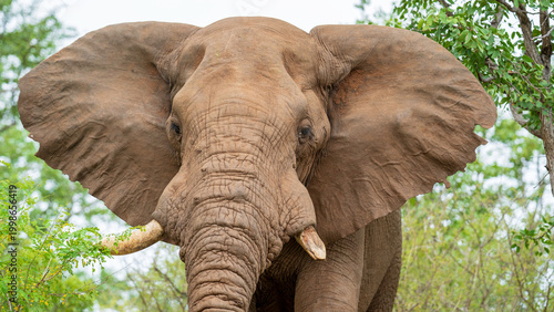 Close encounter with a bull elephant in the bush, Kruger National Park, South Africa