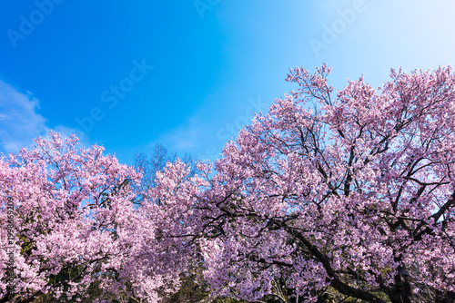 (自然ｰ花)さくらと青空３