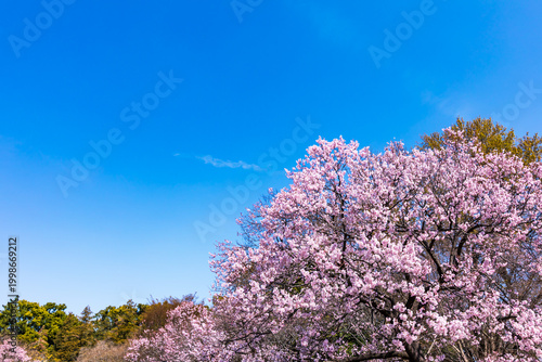 (自然ｰ花)さくらと青空１