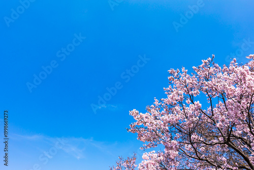 (自然ｰ花)さくらと青空２