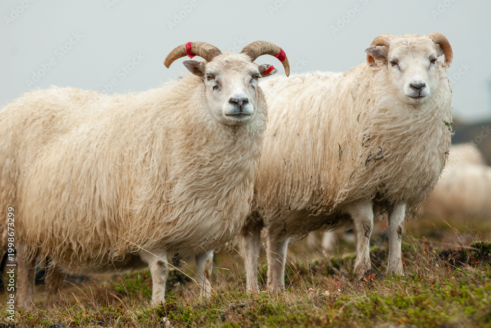 Fototapeta premium Close up of Icelandic sheep with curved horns standing in grassy field rural farm animal in Iceland