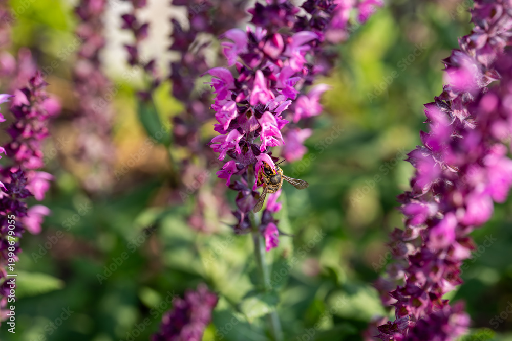 Obraz premium European Wool Carder Bee Pollinating Salvia ‘Rose Marvel’ Macro