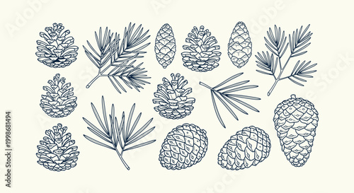 Set of hand-drawn pine cones and evergreen branches botanical line art vector illustration elements.