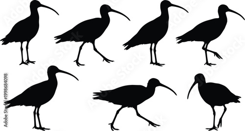 Wading bird silhouette vector illustration set, shorebird icons with curved beaks and long legs representing wildlife, nature and wetland theme - flat vector illustration