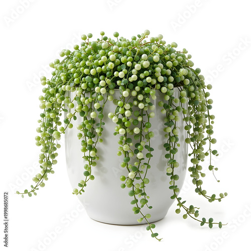 String of Pearls Plant in Icon White Pot image (505