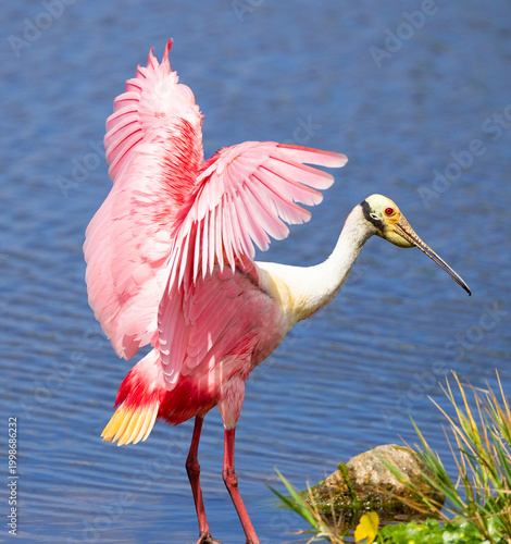 Roseate spoonbill flexing its wings so they look like angel wings