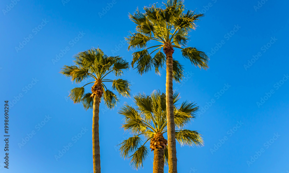Obraz premium Three palm trees against the blue sky, Nice, France