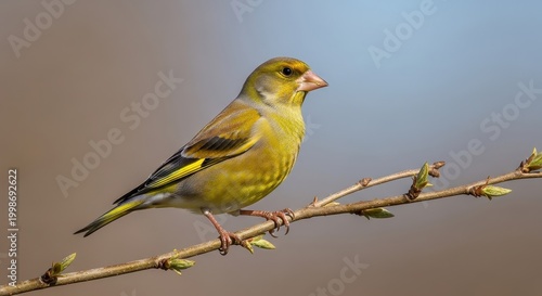 Greenfinch Perched on a Branch in Natural Habitat.
