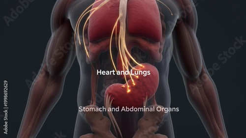 Human anatomy of vagus nerves and brainstem with heart lungs and abdominal organs