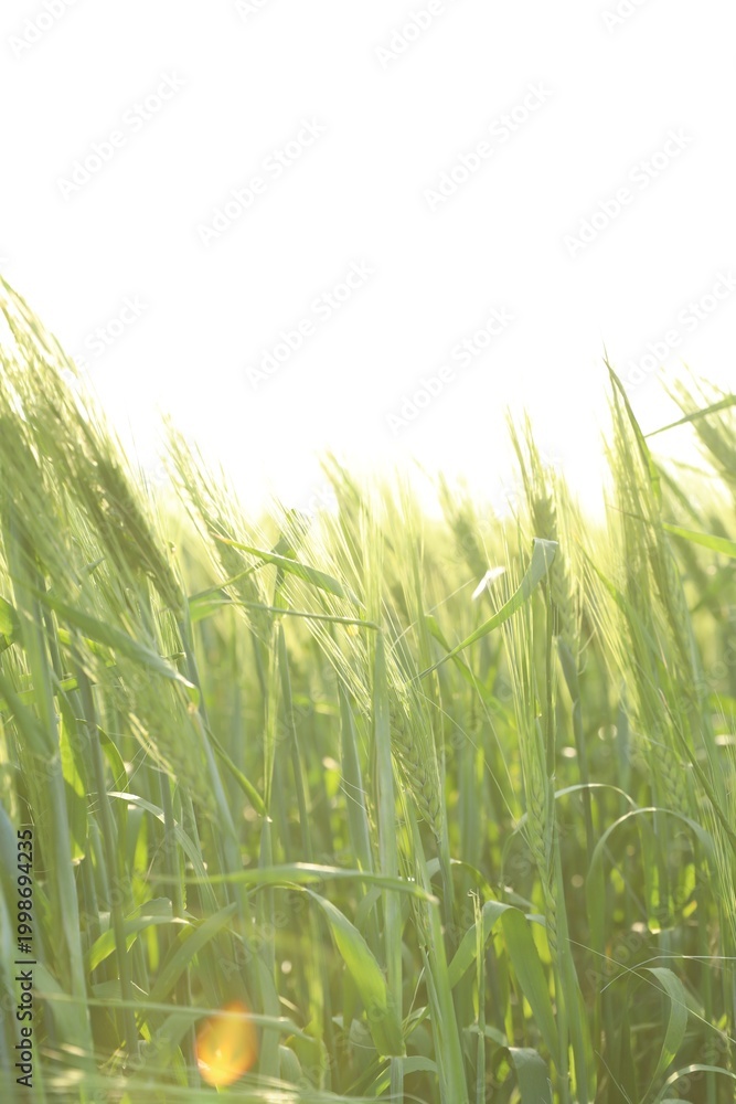 Fototapeta premium Many wheat spikes growing in field outdoors on sunny day, closeup