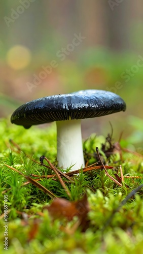 Close-up of black mushroom on moss.