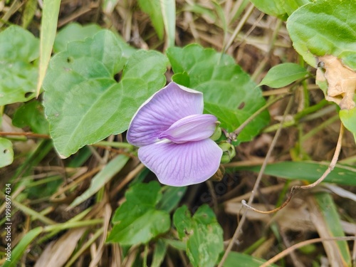 Tableau sur toile Beautiful Wild Butterfly Pea Flower in Bloom - Purple Centrosema Virginianum on