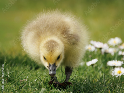 Bild auf Leinwand Fluffy Canada Goose Gosling Foraging in Green Grass Near White Daisies on a Sunn
