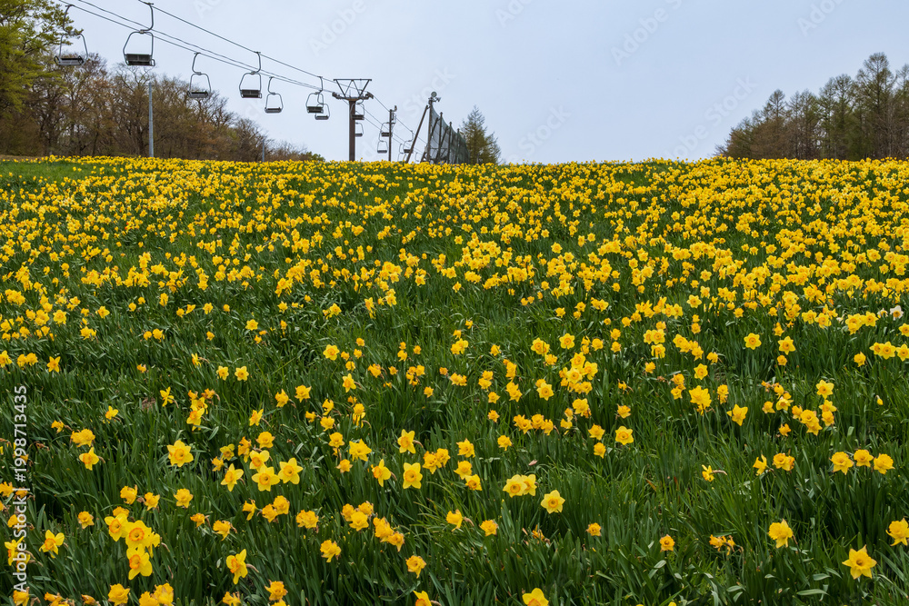 Fototapeta premium 早春に咲く黄色い水仙